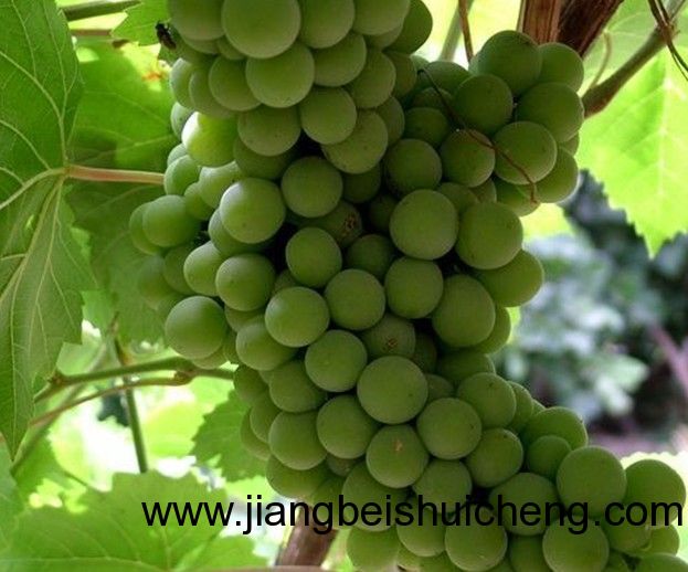 【走遍中國&bull;景點(diǎn)篇】新疆&bull;葡萄王樹